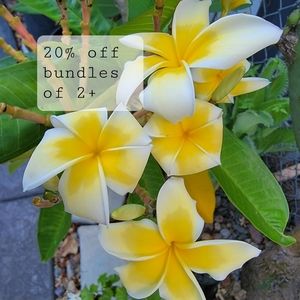 20% OFF ALL BUNDLES!